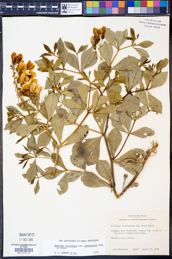 Baptisia bracteata var. laevicaulis image