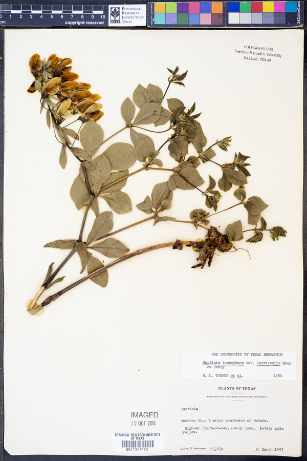 Baptisia bracteata var. laevicaulis image