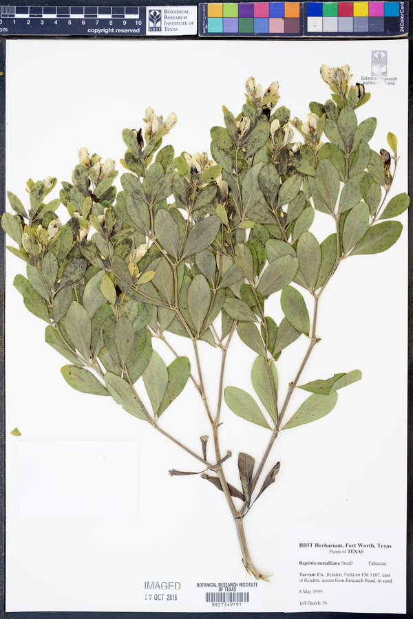 Baptisia nuttalliana image