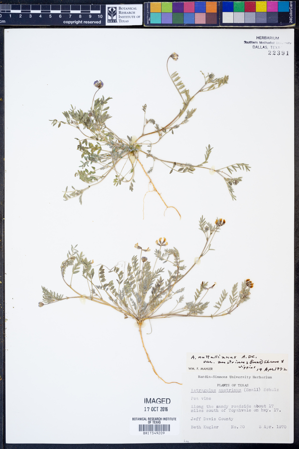 Astragalus nuttallianus var. austrinus image