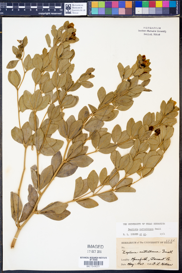 Baptisia nuttalliana image