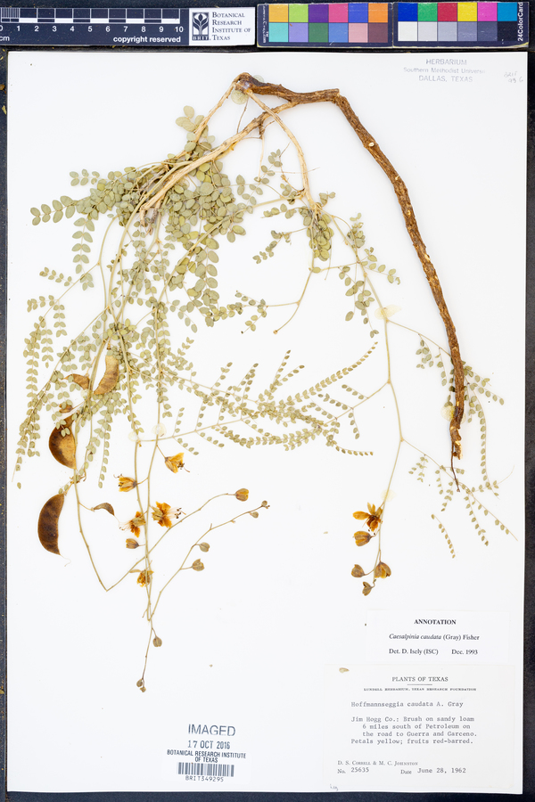 Caesalpinia caudata image