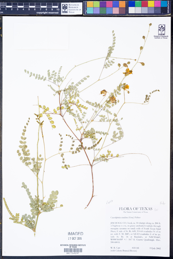 Caesalpinia caudata image