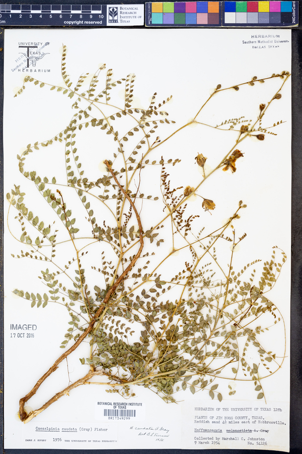 Caesalpinia caudata image