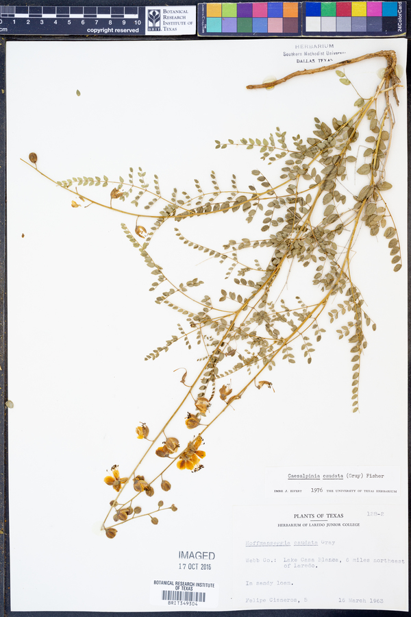 Caesalpinia caudata image