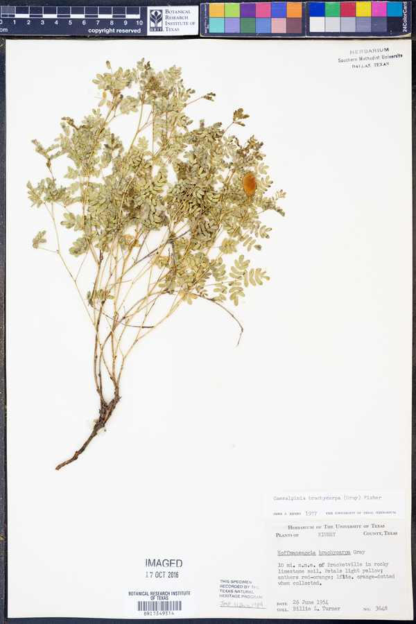 Caesalpinia brachycarpa image