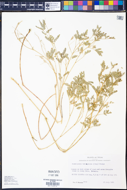 Image of Caesalpinia brachycarpa
