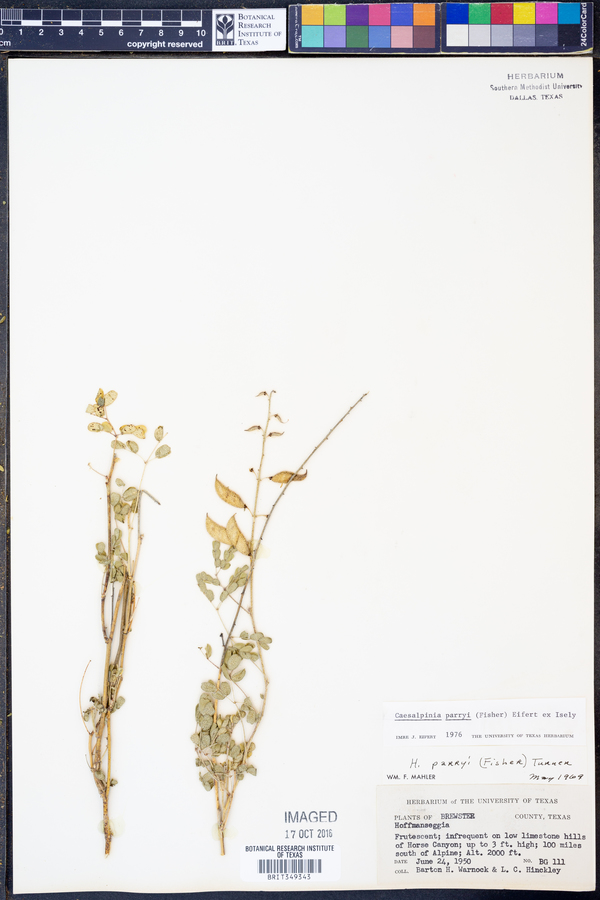 Pomaria melanosticta image