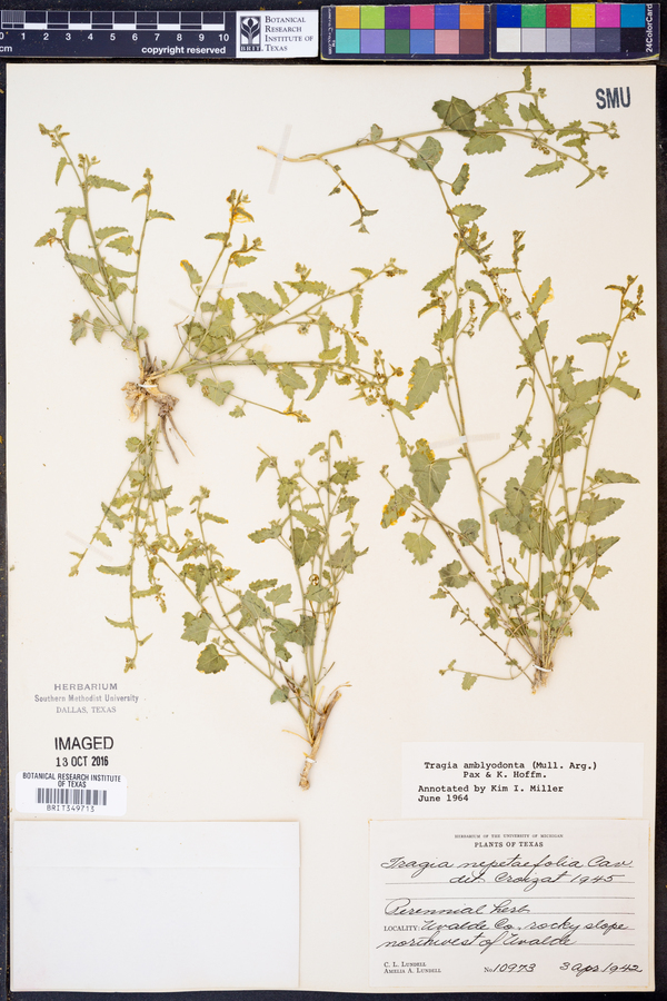 Tragia amblyodonta image