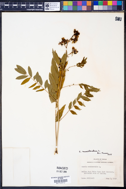 Cassia marilandica image