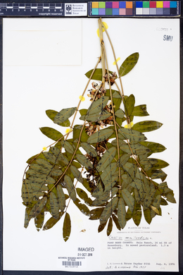Cassia marilandica image