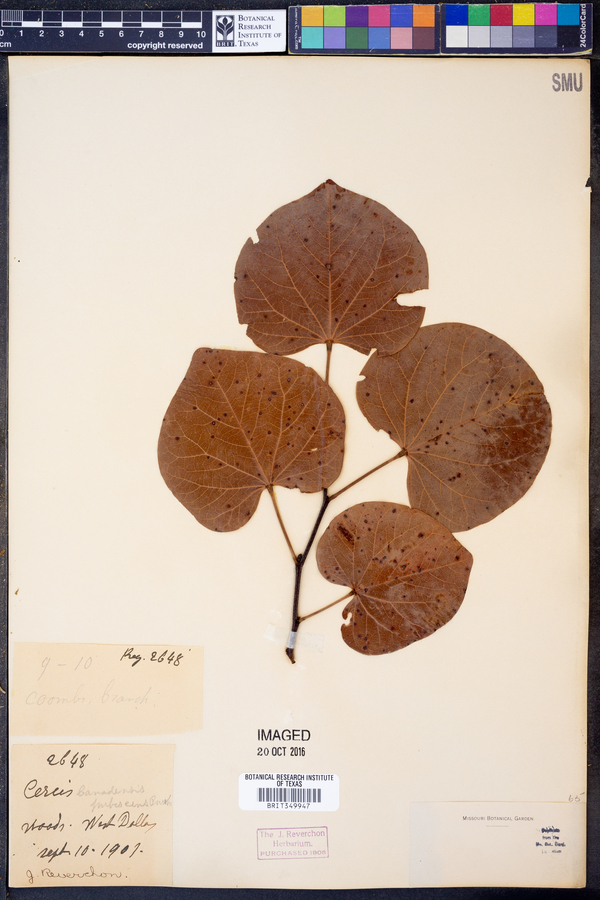 Cercis canadensis image