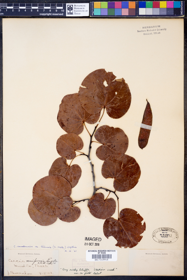 Cercis canadensis var. texensis image
