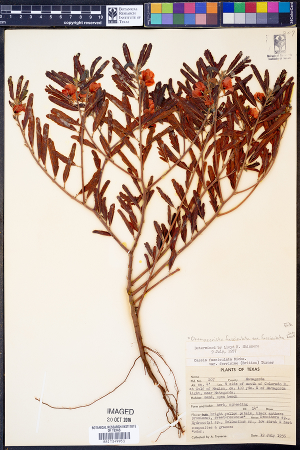 Chamaecrista fasciculata var. fasciculata image