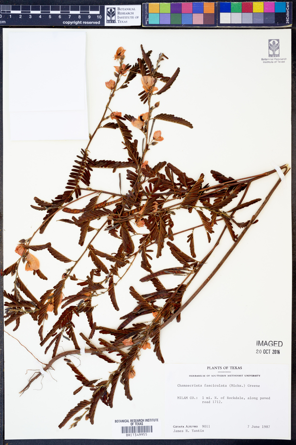 Chamaecrista fasciculata image