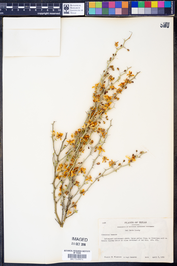 Parkinsonia texana var. texana image