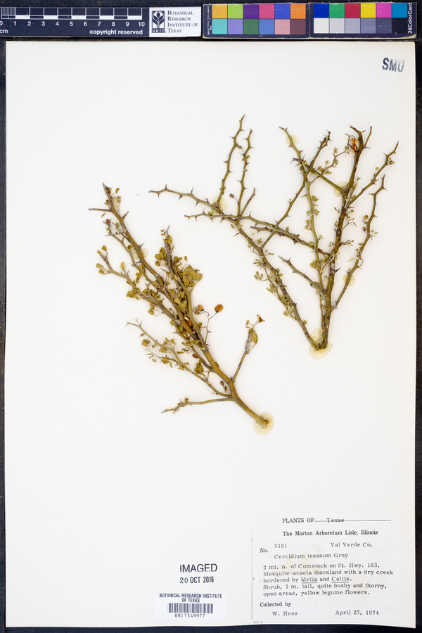 Parkinsonia texana var. texana image