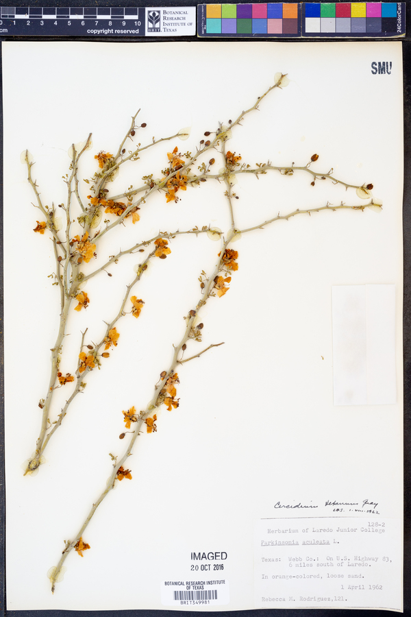 Parkinsonia texana image