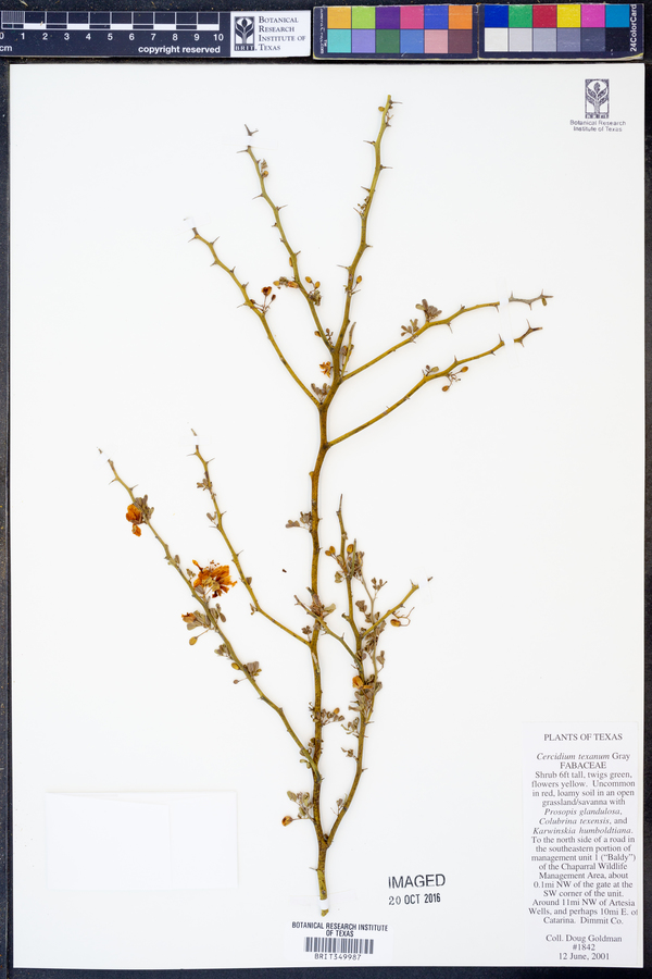 Parkinsonia texana image