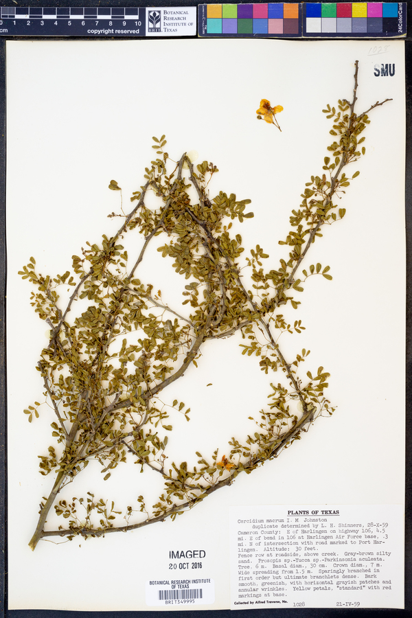 Cercidium image
