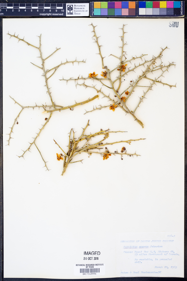 Cercidium macrum image