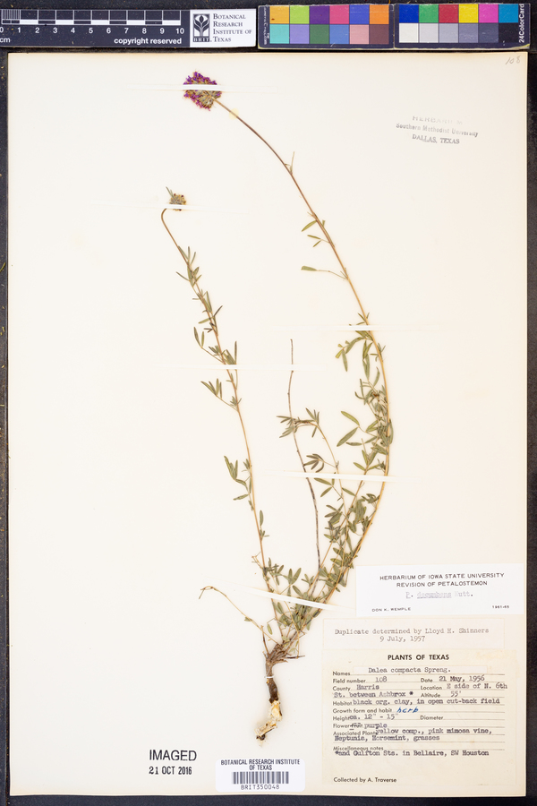 Petalostemon decumbens image