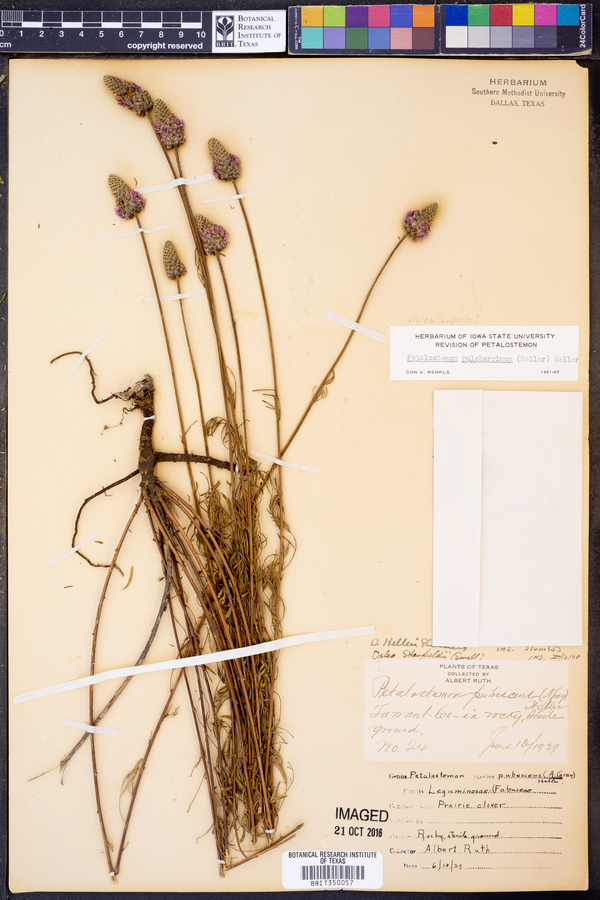 Dalea compacta var. pubescens image