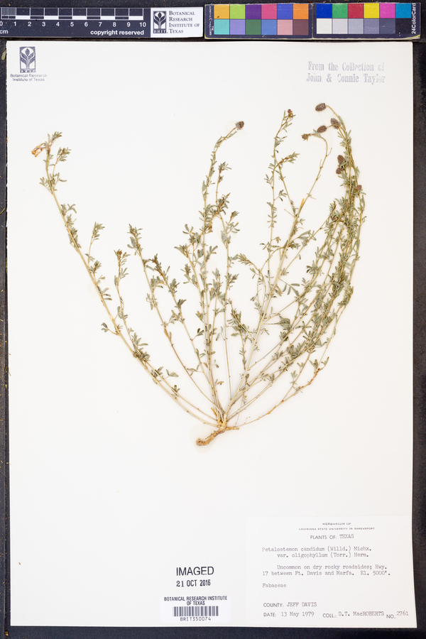 Petalostemon candidum var. oligophyllum image