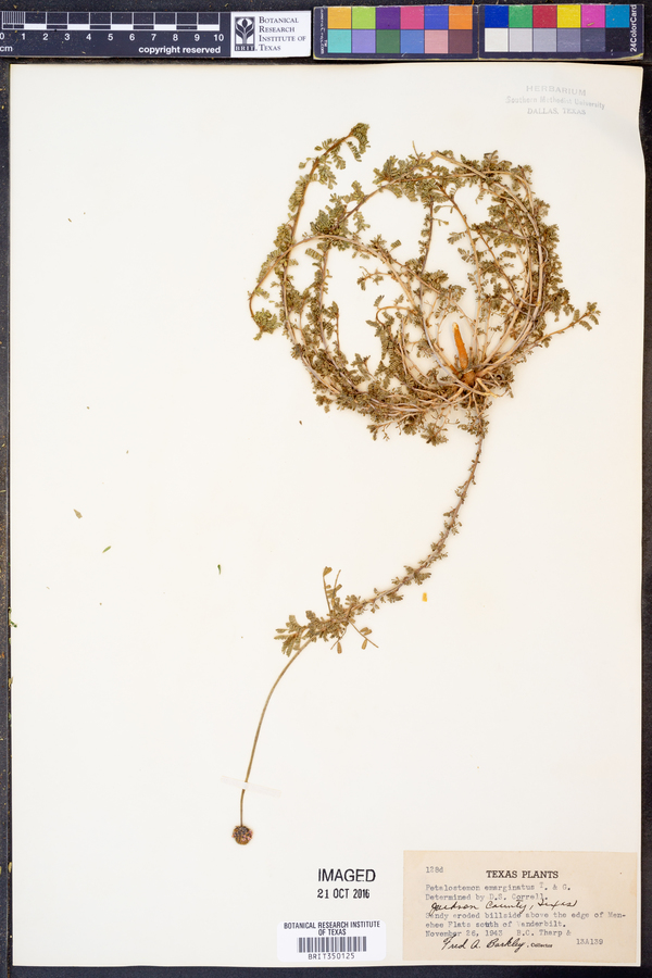 Dalea emarginata image