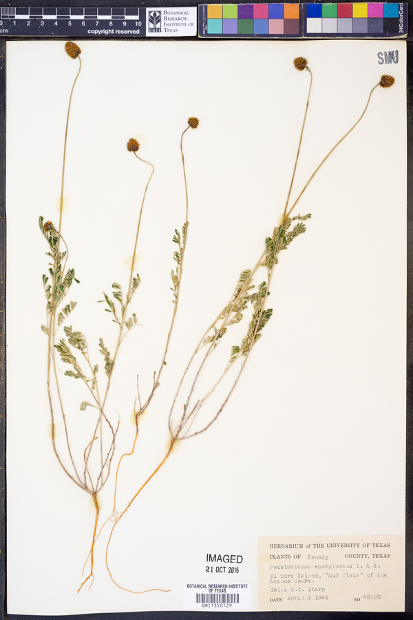 Dalea emarginata image