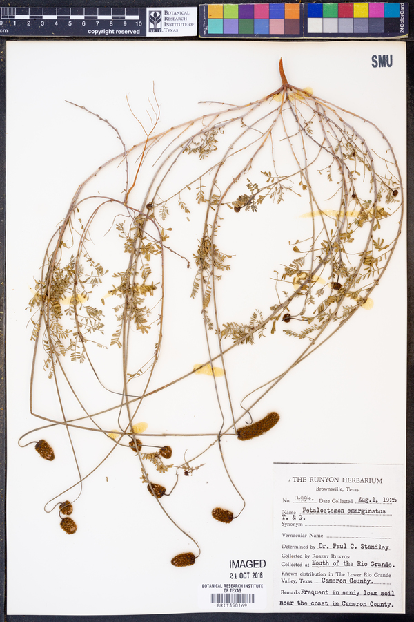 Dalea emarginata image