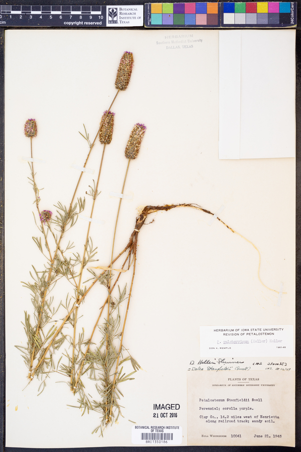 Dalea compacta var. pubescens image