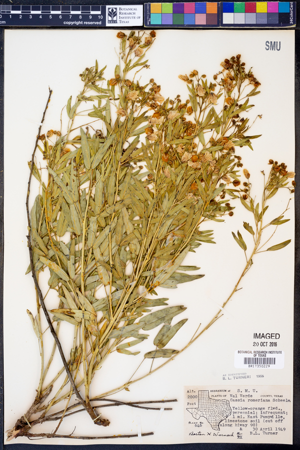Senna roemeriana image