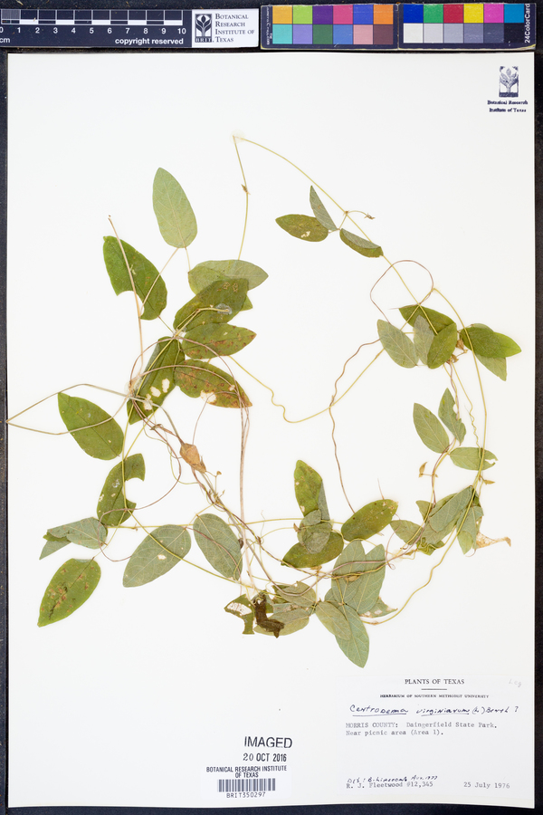 Centrosema virginianum image