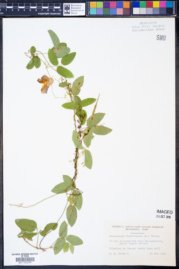 Centrosema virginianum image