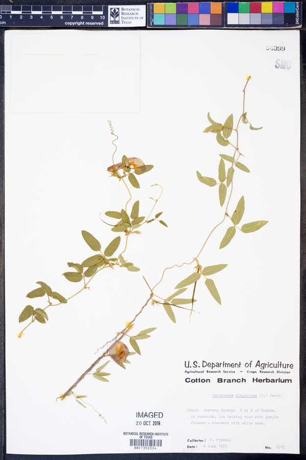 Centrosema virginianum image