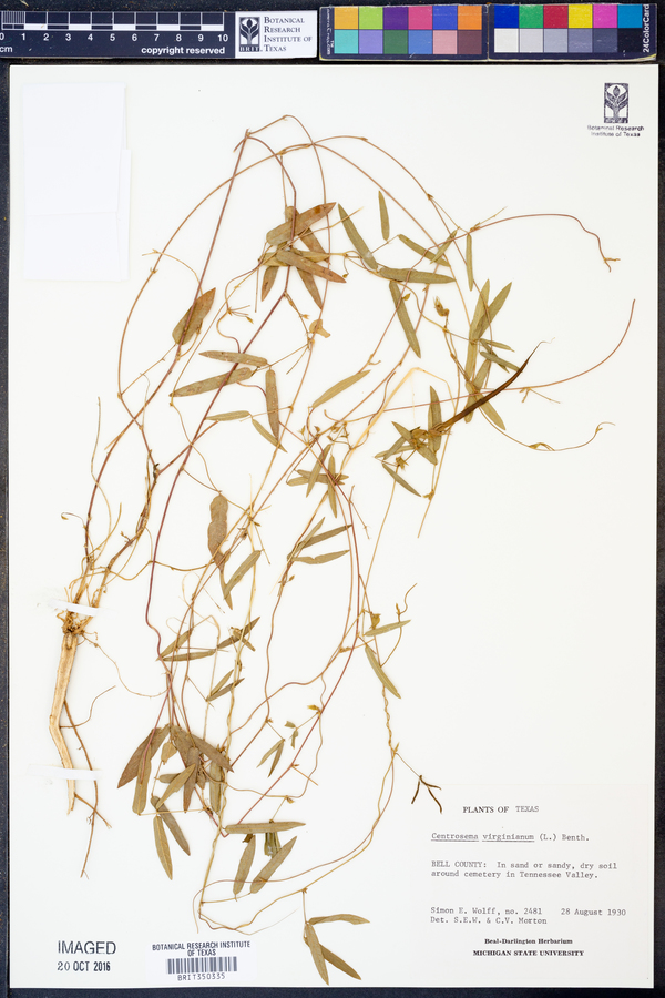 Centrosema virginianum image