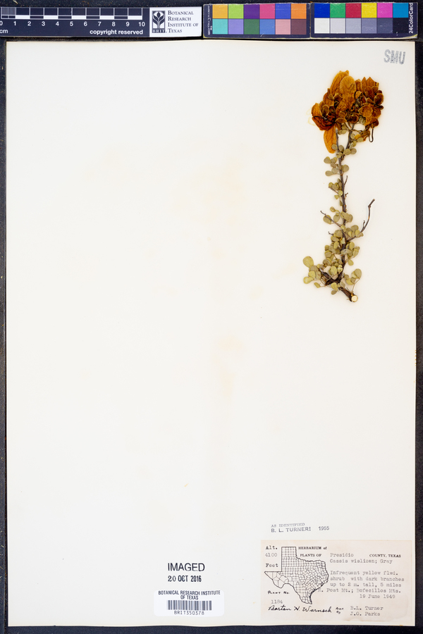 Senna wislizeni image