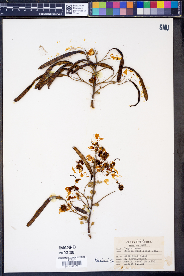 Cassia wislizenii image