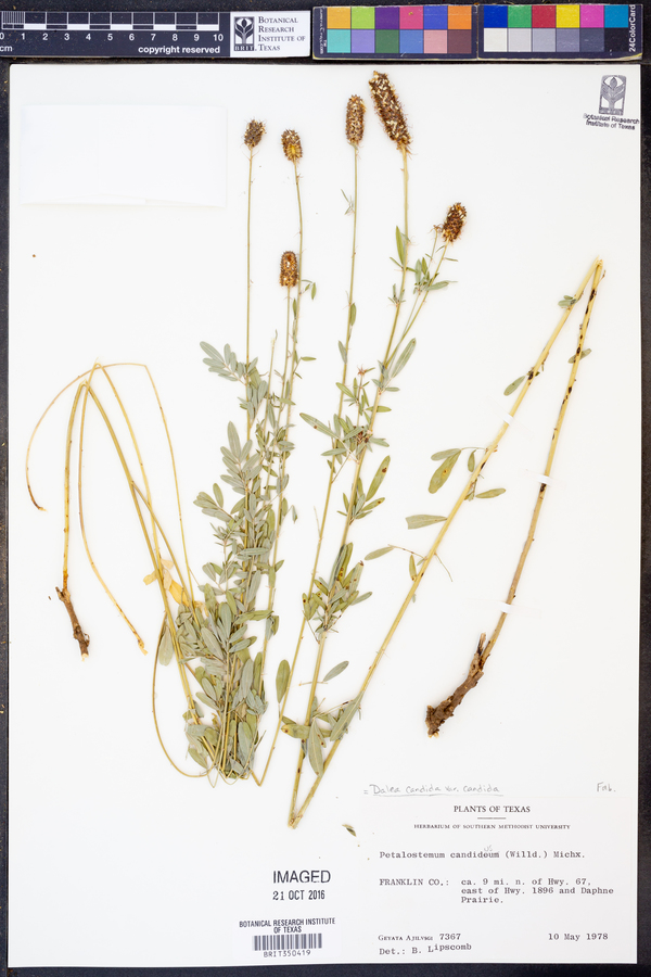 Dalea candida var. candida image