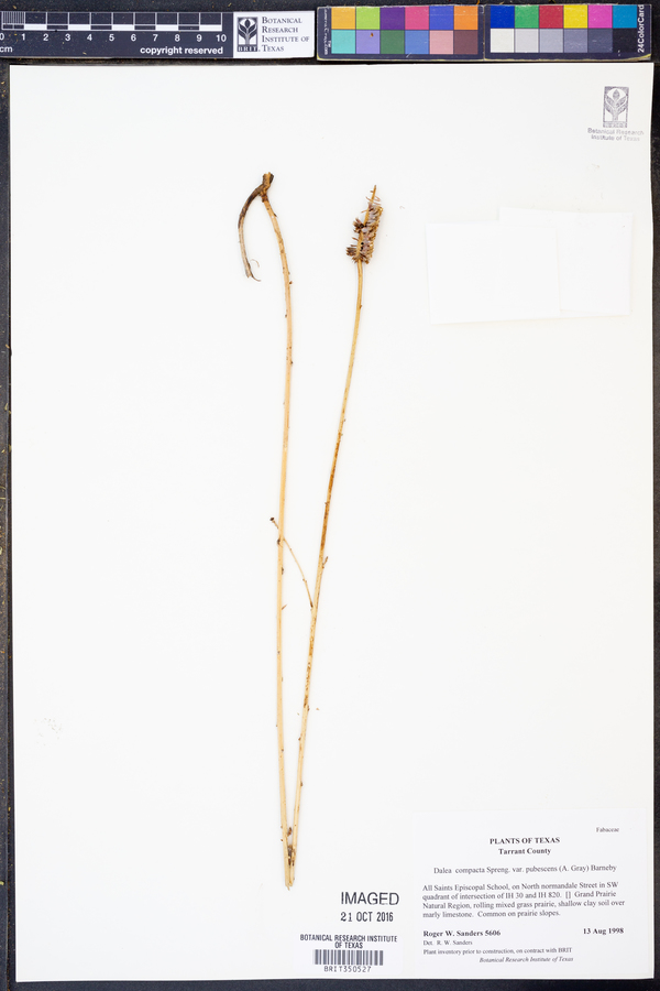 Dalea compacta var. pubescens image