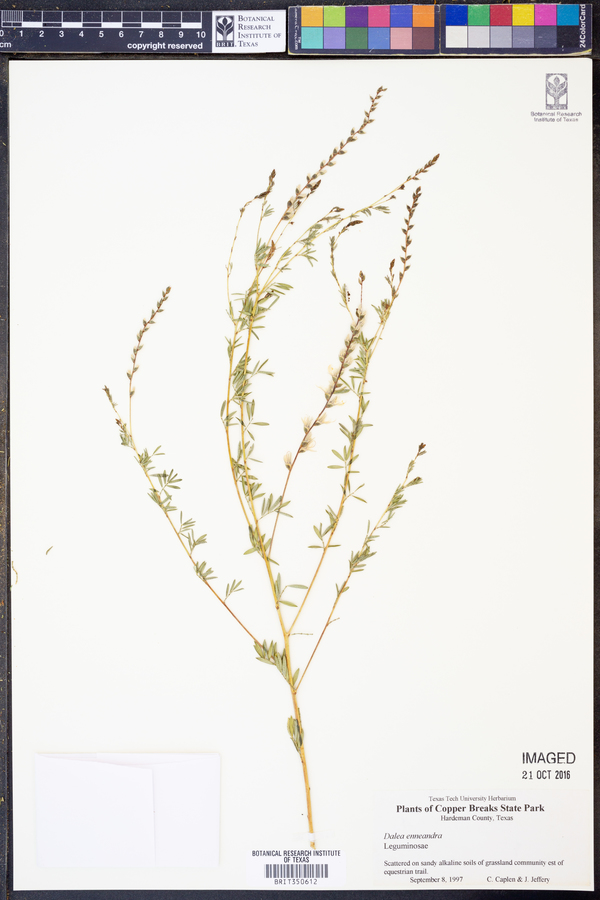 Dalea enneandra image