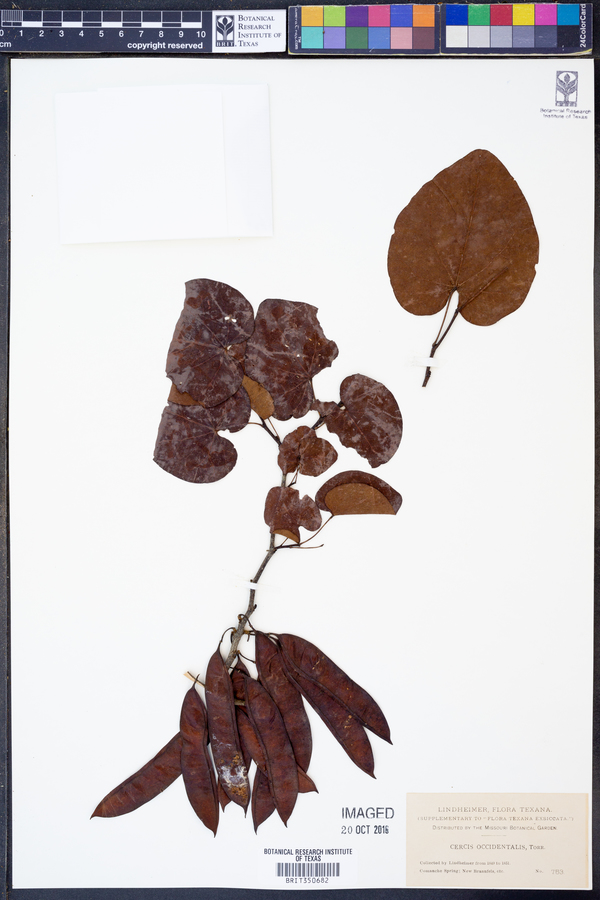 Cercis occidentalis image