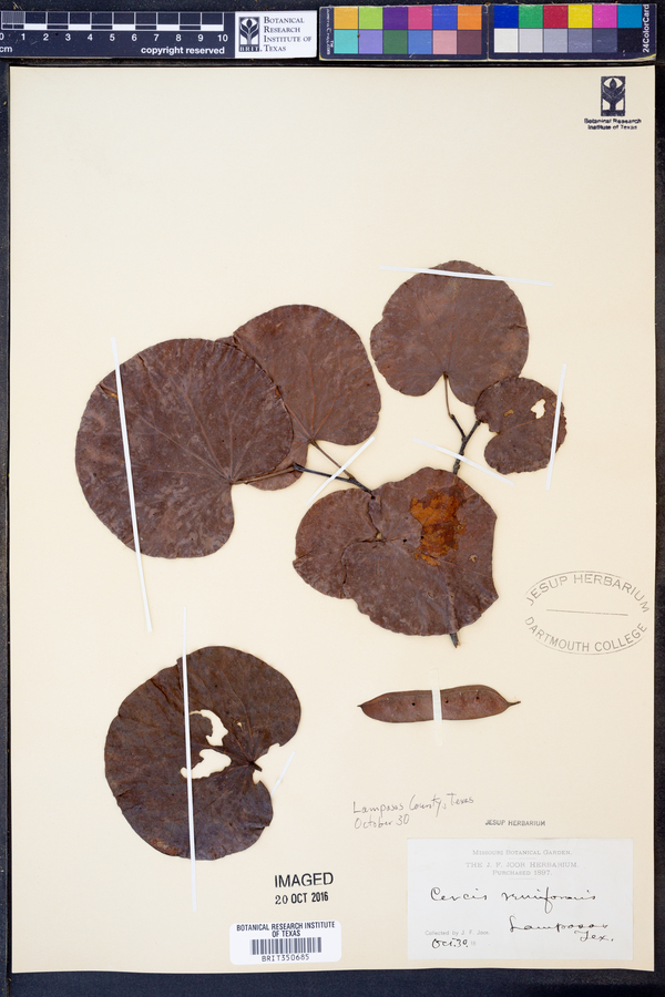 Cercis reniformis image