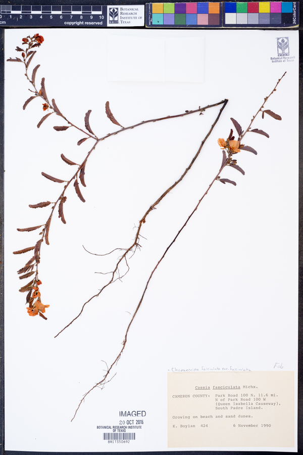 Chamaecrista fasciculata image