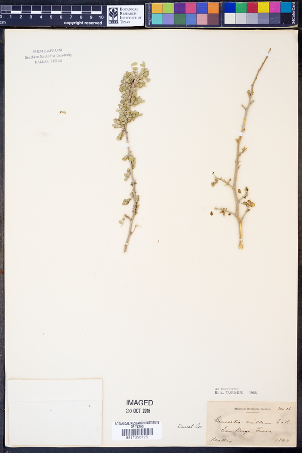 Coursetia axillaris image