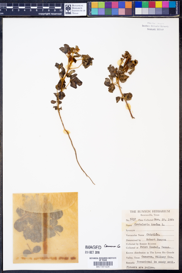 Crotalaria incana image