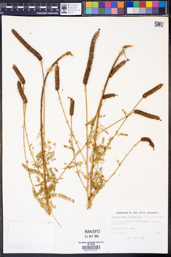 Petalostemon microphyllus image