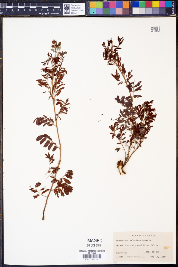 Desmanthus velutinus image