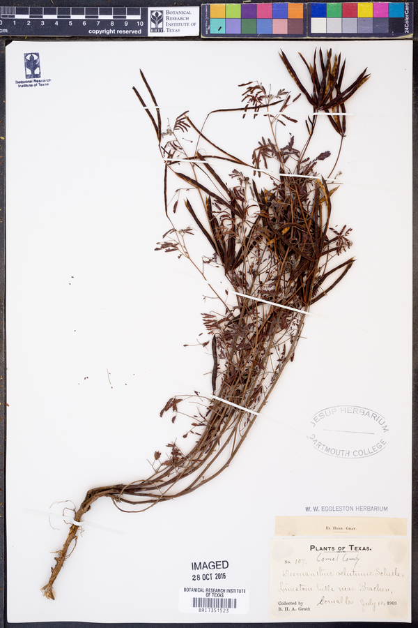 Desmanthus velutinus image